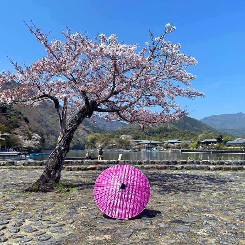 黒竹和日傘『縁』絞り染め-花菖蒲-