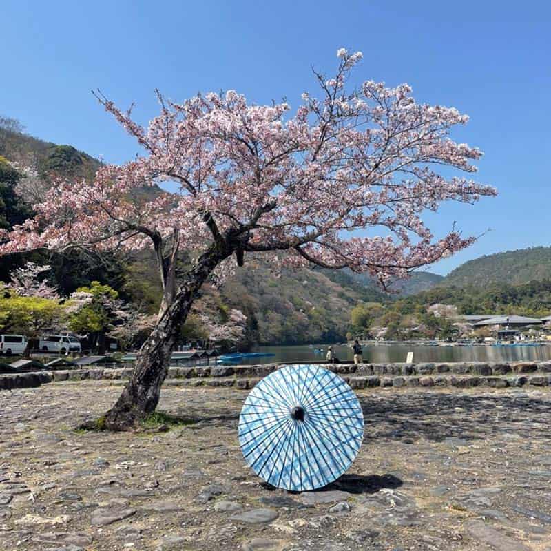 Black Bamboo(Ruri arabesque)/ Japanese Parasol EN Series
