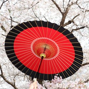 桜の下の赤黒の和傘
