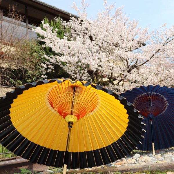 桜の下の黄色と黒の和傘