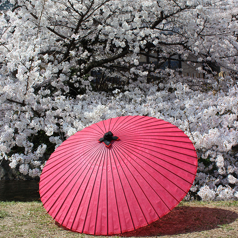 桜の前に置かれた赤い和傘