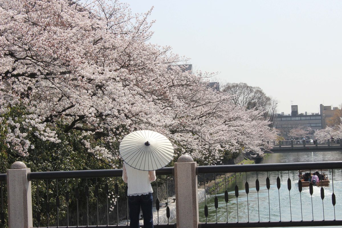 桜の前で白い傘を持つ女性