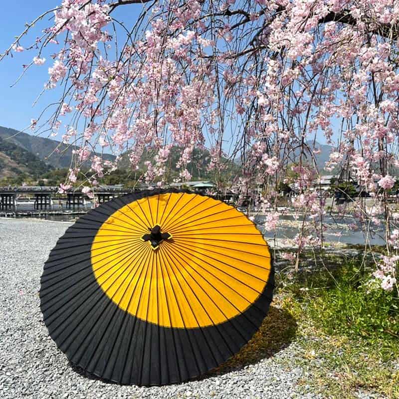 桜の前に置かれた黒と黄の和傘