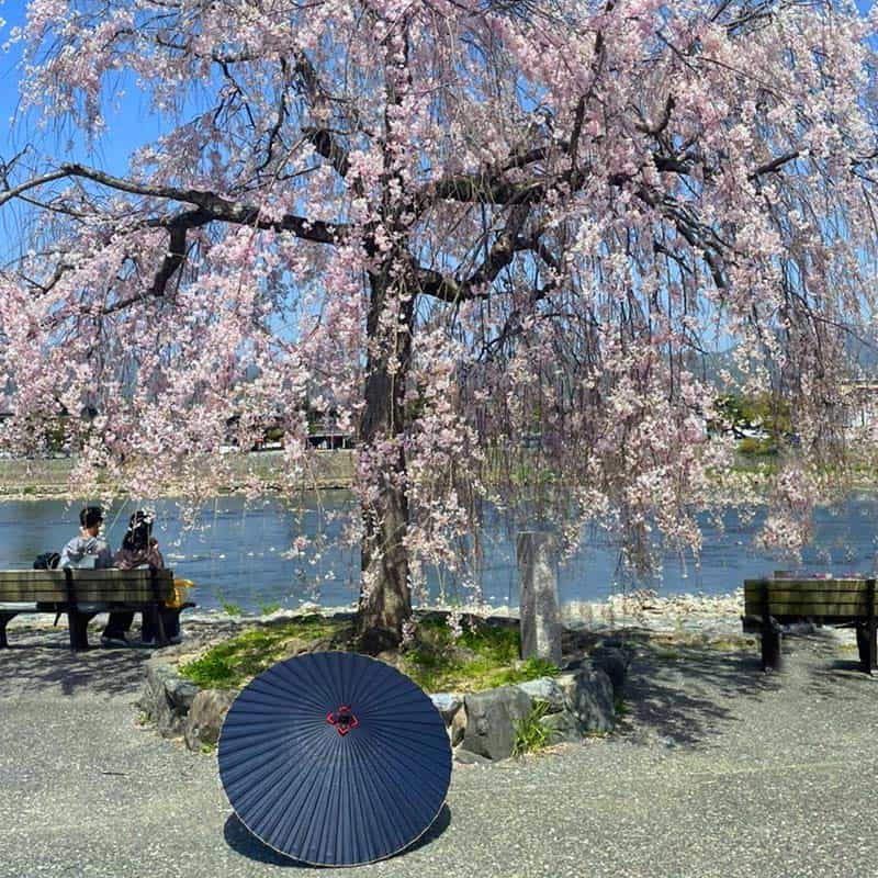 桜の前に置かれた藍色の和傘