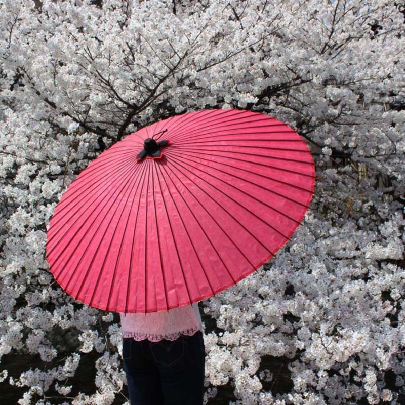 桜の下の赤の和傘