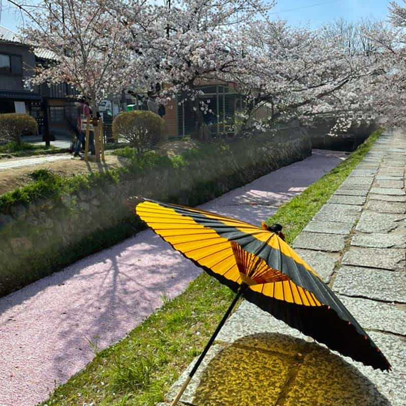 哲学の道の桜　黄と黒の和傘