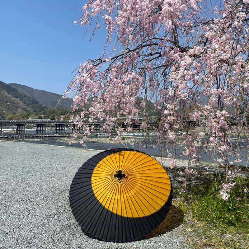 渡月橋の桜　黄と黒の和傘